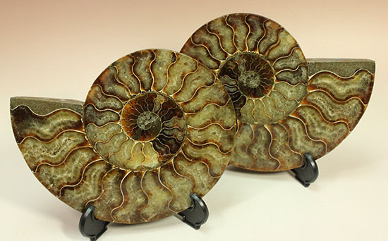 大判！！アンモナイト(Ammonite)が芸術品の域に！​マダガスカル産スライスアンモナイト/中生代白亜紀（1億3500万 -- 6500万年前）【an748】