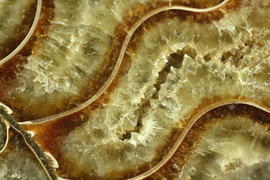 大判！！アンモナイト(Ammonite)が芸術品の域に！​マダガスカル産スライスアンモナイト（その16）