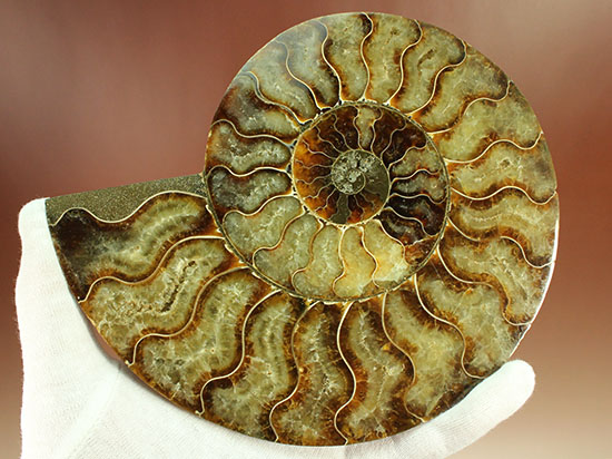 大判！！アンモナイト(Ammonite)が芸術品の域に！​マダガスカル産スライスアンモナイト/中生代白亜紀（1億3500万 -- 6500万年前）【an748】