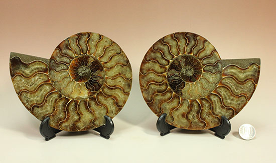 大判！！アンモナイト(Ammonite)が芸術品の域に！​マダガスカル産スライスアンモナイト（その20）