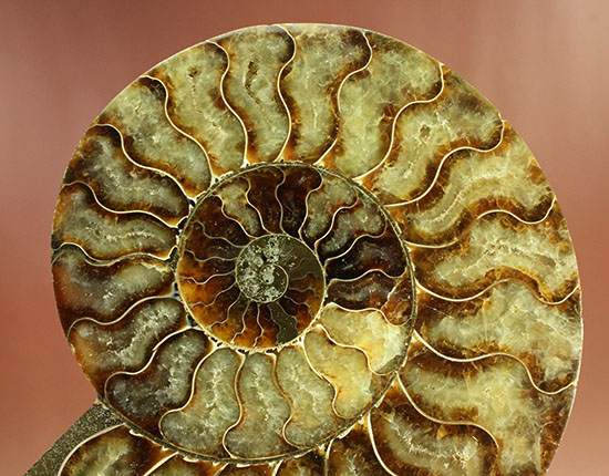 大判！！アンモナイト(Ammonite)が芸術品の域に！​マダガスカル産スライスアンモナイト（その3）