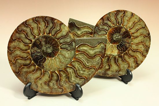 大判！！アンモナイト(Ammonite)が芸術品の域に！​マダガスカル産スライスアンモナイト