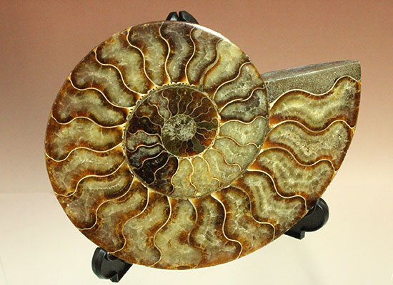大判！！アンモナイト(Ammonite)が芸術品の域に！​マダガスカル産スライスアンモナイト/中生代白亜紀（1億3500万 -- 6500万年前）【an748】