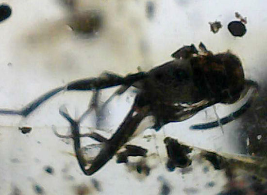 長い肢をもつ虫が鮮明に確認できる、丸みを帯びたコーパル標本(Copal)（その13）