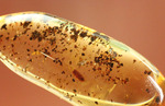 長い肢をもつ虫が鮮明に確認できる、丸みを帯びたコーパル標本(Copal)