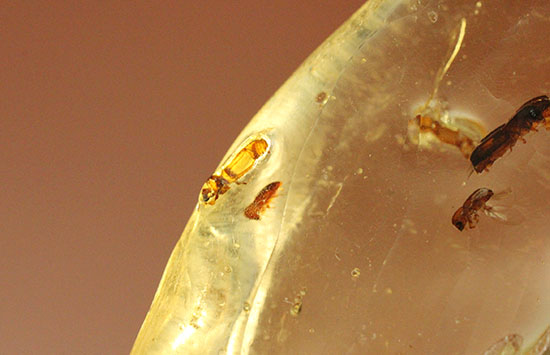 黄色い古代のタイムカプセル！滴る方向が推察される、虫が内包されたコーパル(Copal)（その10）