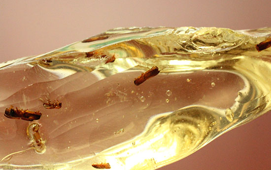 黄色い古代のタイムカプセル！滴る方向が推察される、虫が内包されたコーパル(Copal)（その2）