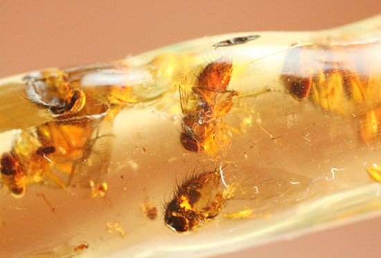 ハイレベル!ビッグな昆虫が7匹包まれたコーパル標本(Copal)(その10)