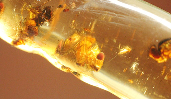 ハイレベル!ビッグな昆虫が7匹包まれたコーパル標本(Copal)(その12)