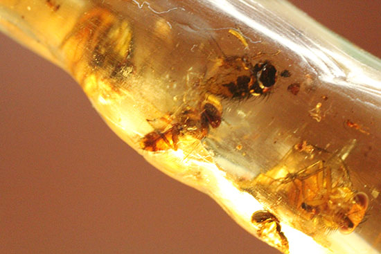 ハイレベル!ビッグな昆虫が7匹包まれたコーパル標本(Copal)(その13)
