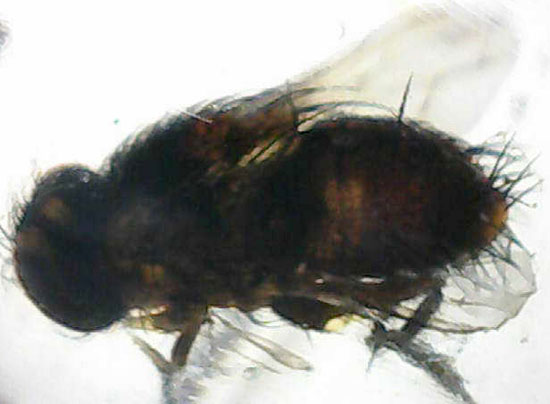 ハイレベル!ビッグな昆虫が7匹包まれたコーパル標本(Copal)(その16)