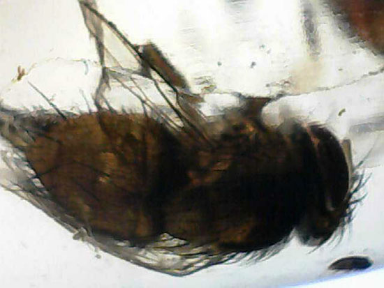 ハイレベル!ビッグな昆虫が7匹包まれたコーパル標本(Copal)(その19)