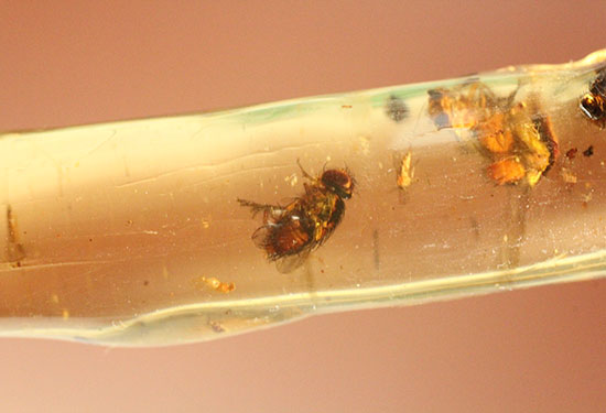 ハイレベル!ビッグな昆虫が7匹包まれたコーパル標本(Copal)(その4)