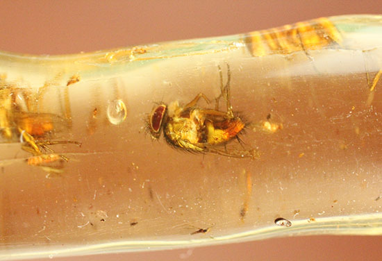 ハイレベル!ビッグな昆虫が7匹包まれたコーパル標本(Copal)(その5)