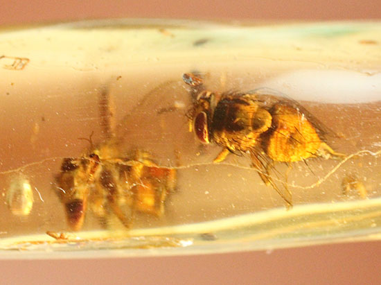 ハイレベル!ビッグな昆虫が7匹包まれたコーパル標本(Copal)(その6)
