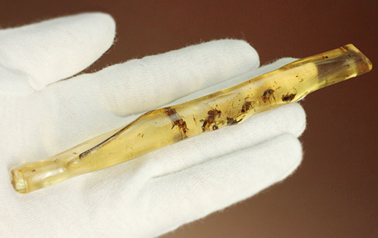 ハイレベル!ビッグな昆虫が7匹包まれたコーパル標本(Copal)(その7)