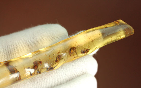 ハイレベル!ビッグな昆虫が7匹包まれたコーパル標本(Copal)(その8)