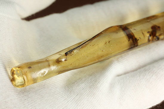 ハイレベル!ビッグな昆虫が7匹包まれたコーパル標本(Copal)(その9)