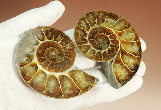 アンモナイトの美を最大限に引きだした、スライスカット標本(Ammonite)