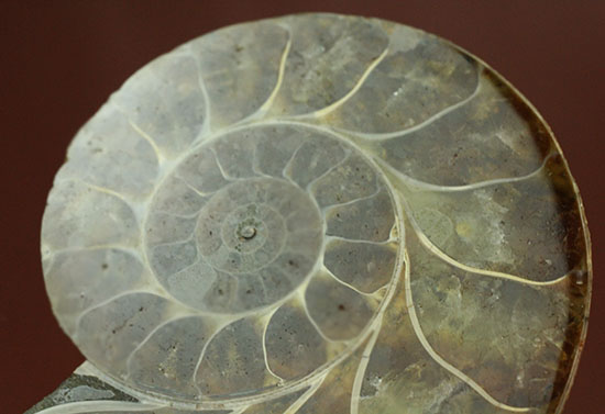 アンモナイトの美を最大限に引きだした、スライスカット標本(Ammonite)(その11)