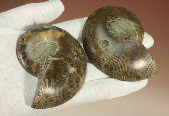 アンモナイトの美を最大限に引きだした、スライスカット標本(Ammonite)