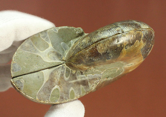 アンモナイトの美を最大限に引きだした、スライスカット標本(Ammonite)（その16）