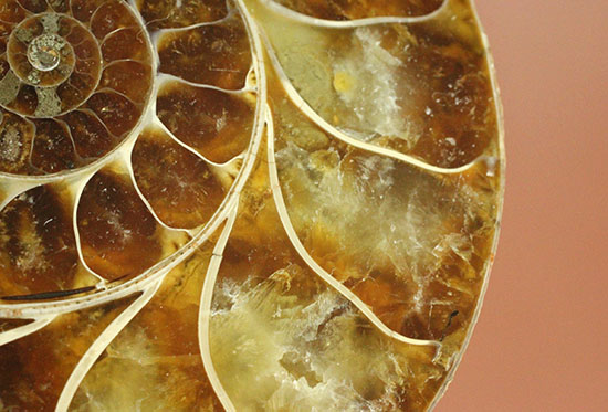 アンモナイトの美を最大限に引きだした、スライスカット標本(Ammonite)(その18)