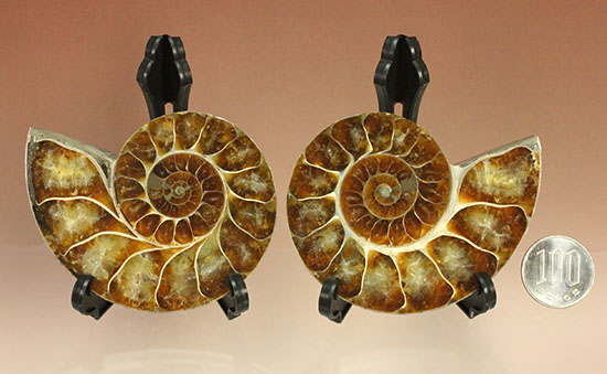 アンモナイトの美を最大限に引きだした、スライスカット標本(Ammonite)(その20)