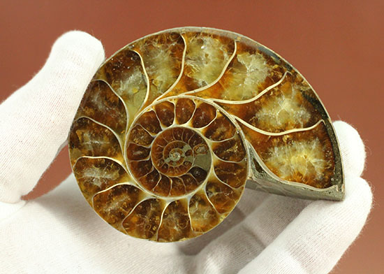 アンモナイトの美を最大限に引きだした、スライスカット標本(Ammonite)(その6)
