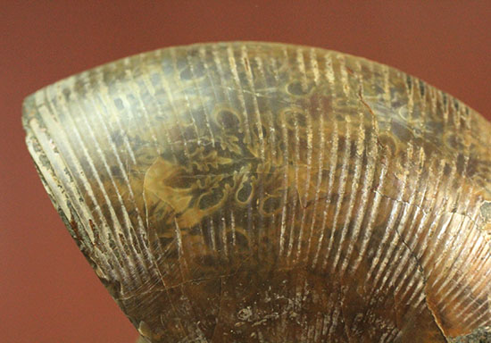 アンモナイトの美を最大限に引きだした、スライスカット標本(Ammonite)（その8）