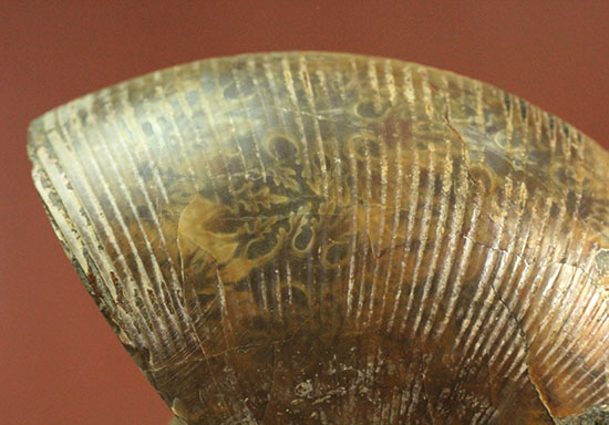 アンモナイトの美を最大限に引きだした、スライスカット標本(Ammonite)(その8)