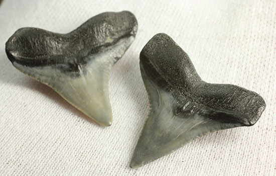 シュモクザメ属のサメの歯化石２個セット（その8）