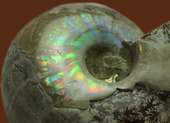 遊色アンモナイトのファーストコレクションにどうぞ。様々な色に輝く​マダガスカル産アンモナイト(Ammonite)
