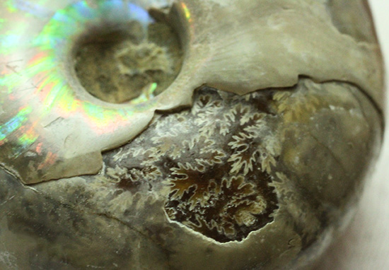 遊色アンモナイトのファーストコレクションにどうぞ。様々な色に輝くマダガスカル産アンモナイト(Ammonite)(その10)