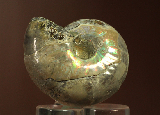 遊色アンモナイトのファーストコレクションにどうぞ。様々な色に輝くマダガスカル産アンモナイト(Ammonite)(その11)