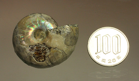 遊色アンモナイトのファーストコレクションにどうぞ。様々な色に輝く​マダガスカル産アンモナイト(Ammonite)