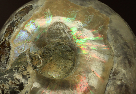 遊色アンモナイトのファーストコレクションにどうぞ。様々な色に輝くマダガスカル産アンモナイト(Ammonite)(その3)