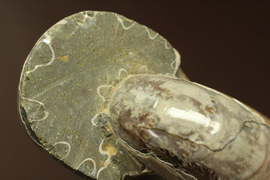 遊色アンモナイトのファーストコレクションにどうぞ。様々な色に輝くマダガスカル産アンモナイト(Ammonite)(その4)