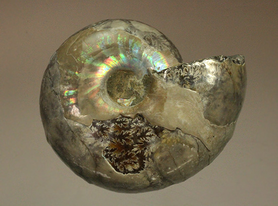 遊色アンモナイトのファーストコレクションにどうぞ。様々な色に輝くマダガスカル産アンモナイト(Ammonite)(その5)