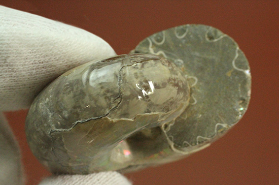 遊色アンモナイトのファーストコレクションにどうぞ。様々な色に輝くマダガスカル産アンモナイト(Ammonite)(その6)