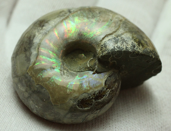 遊色アンモナイトのファーストコレクションにどうぞ。様々な色に輝くマダガスカル産アンモナイト(Ammonite)(その7)