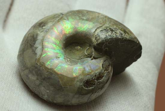 遊色アンモナイトのファーストコレクションにどうぞ。様々な色に輝くマダガスカル産アンモナイト(Ammonite)(その8)