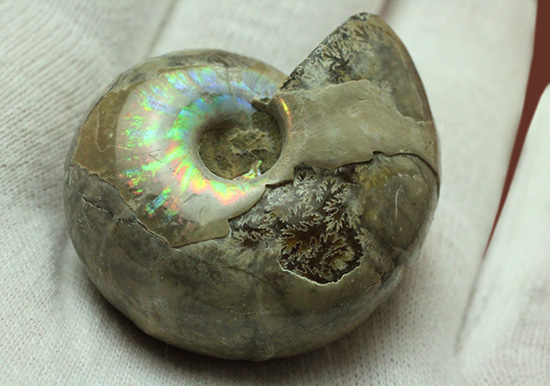 遊色アンモナイトのファーストコレクションにどうぞ。様々な色に輝くマダガスカル産アンモナイト(Ammonite)(その9)