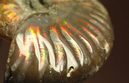 両面輝く光るアンモナイト化石。一部、縫合線模様見られます！(Ammonite)（その1）