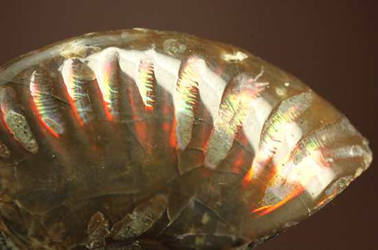 両面輝く光るアンモナイト化石。一部、縫合線模様見られます!(Ammonite)(その2)