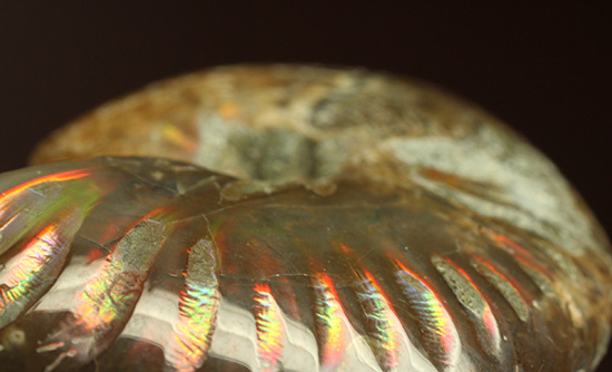 両面輝く光るアンモナイト化石。一部、縫合線模様見られます!(Ammonite)(その3)
