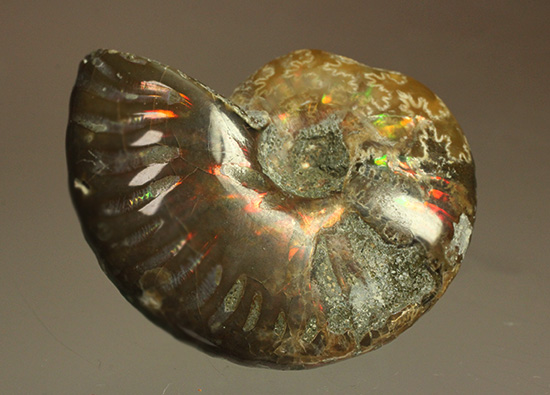 両面輝く光るアンモナイト化石。一部、縫合線模様見られます!(Ammonite)(その4)