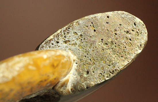 両面輝く光るアンモナイト化石。一部、縫合線模様見られます!(Ammonite)(その5)