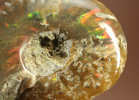 両面輝く光るアンモナイト化石。一部、縫合線模様見られます！(Ammonite)（その6）