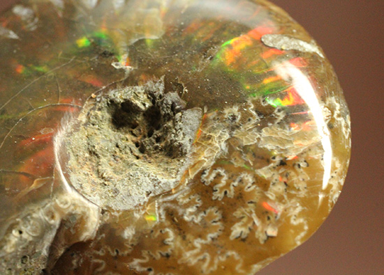 両面輝く光るアンモナイト化石。一部、縫合線模様見られます!(Ammonite)(その6)